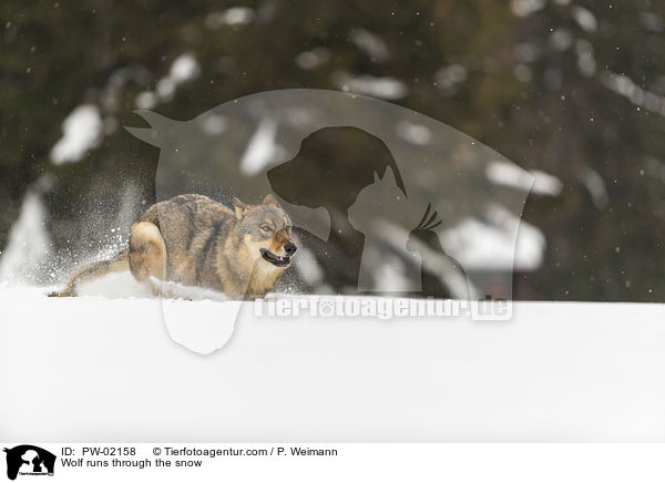 Wolf runs through the snow / PW-02158