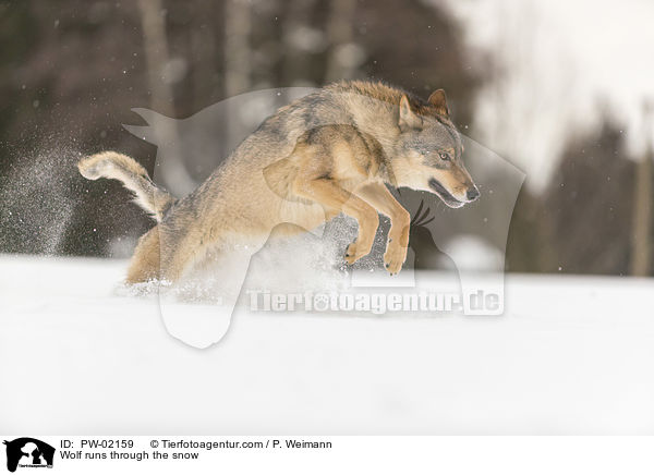 Wolf runs through the snow / PW-02159