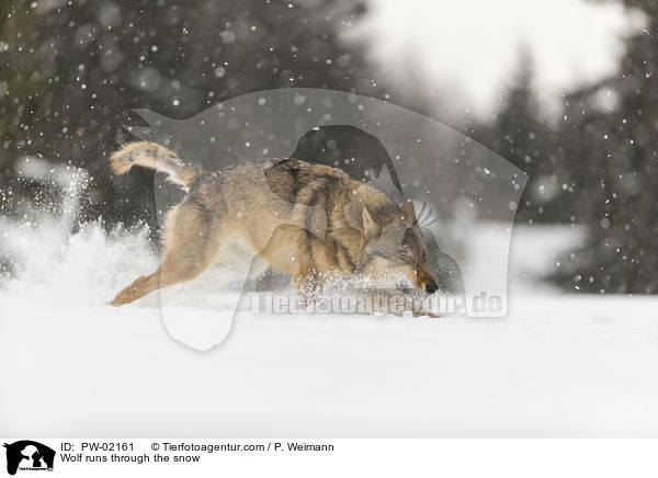 Wolf runs through the snow / PW-02161