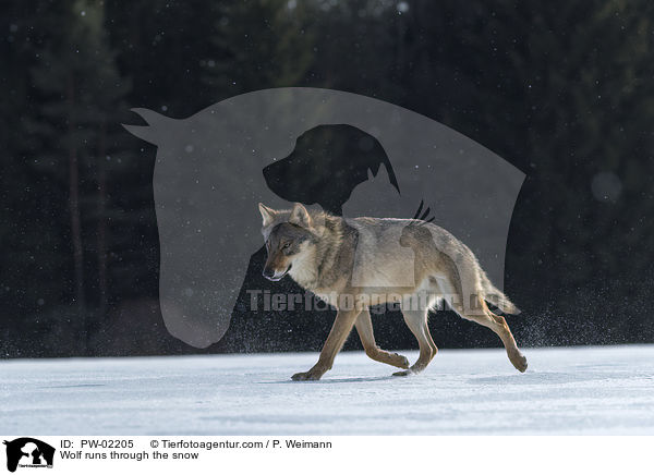Wolf runs through the snow / PW-02205