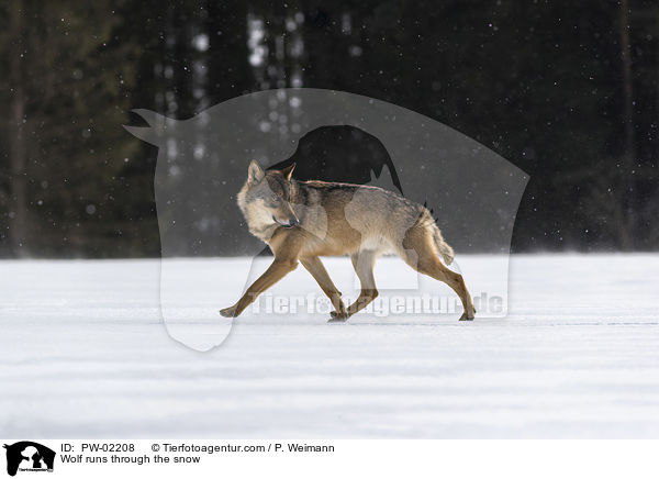 Wolf runs through the snow / PW-02208