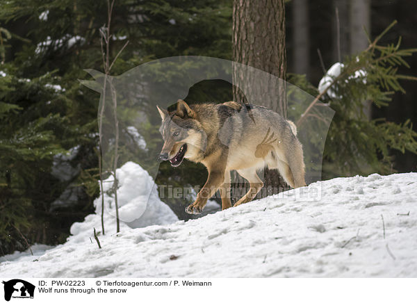 Wolf runs through the snow / PW-02223