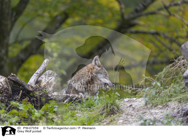 Grauwolf Portrait / Grey Wolf portait / PW-07059