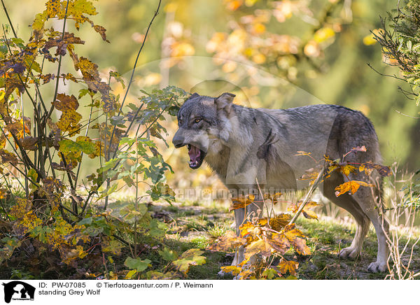 stehender Grauwolf / standing Grey Wolf / PW-07085