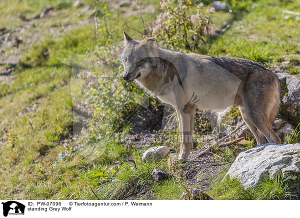 standing Grey Wolf / PW-07096