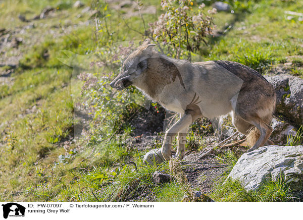 rennender Grauwolf / running Grey Wolf / PW-07097