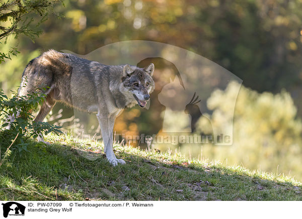 standing Grey Wolf / PW-07099