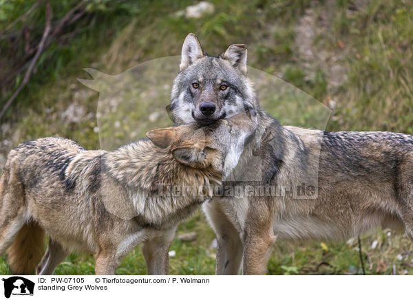 standing Grey Wolves / PW-07105