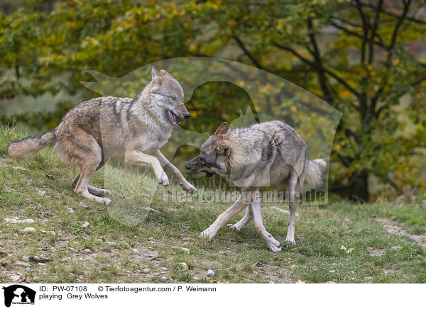 playing  Grey Wolves / PW-07108