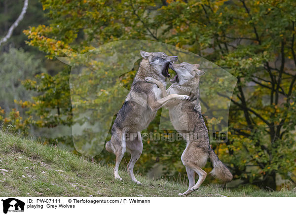 playing  Grey Wolves / PW-07111