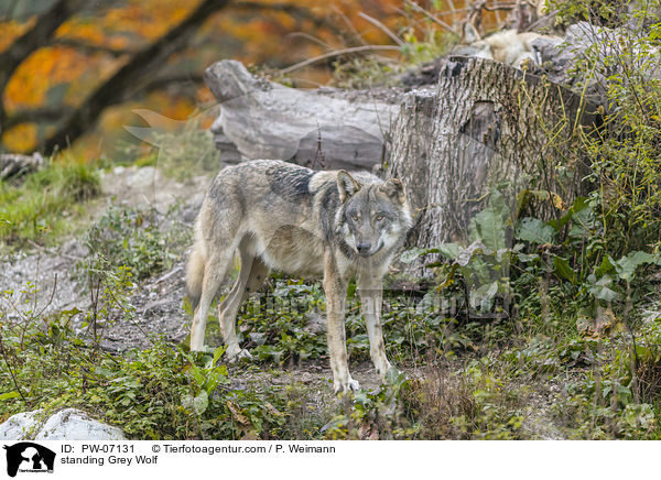 standing Grey Wolf / PW-07131