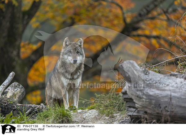 standing Grey Wolf / PW-07138