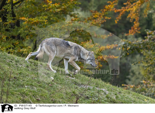 walking Grey Wolf / PW-07145