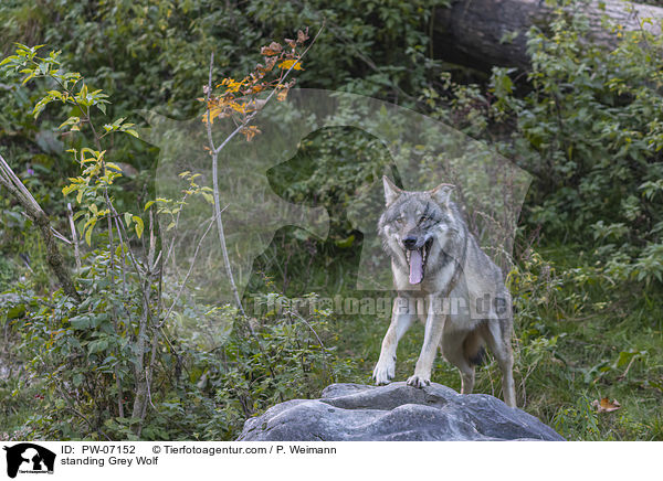 stehender Grauwolf / standing Grey Wolf / PW-07152