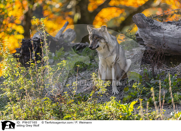 sitting Grey Wolf / PW-07165