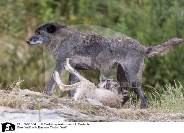 Grey Wolf with Eastern Timber Wolf / IG-01064