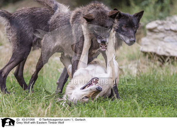 Grey Wolf with Eastern Timber Wolf / IG-01066