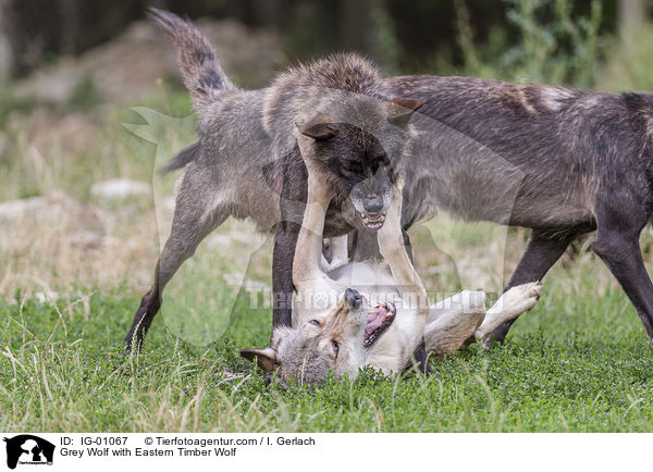 Grey Wolf with Eastern Timber Wolf / IG-01067