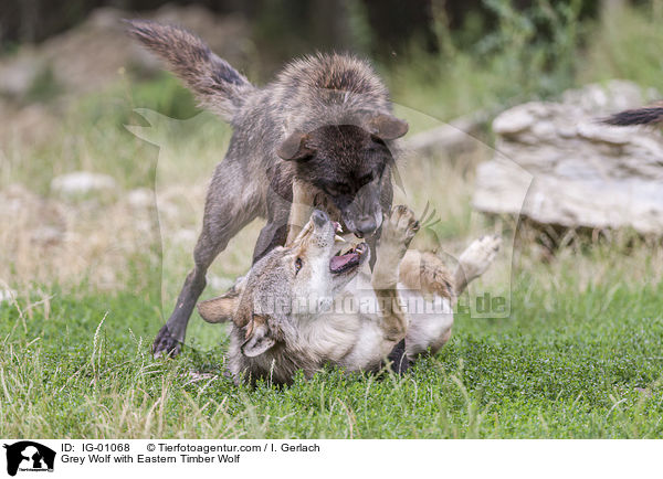 Grey Wolf with Eastern Timber Wolf / IG-01068