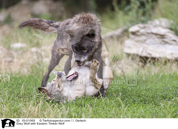 Grey Wolf with Eastern Timber Wolf / IG-01069