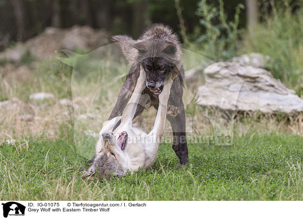 Grey Wolf with Eastern Timber Wolf / IG-01075