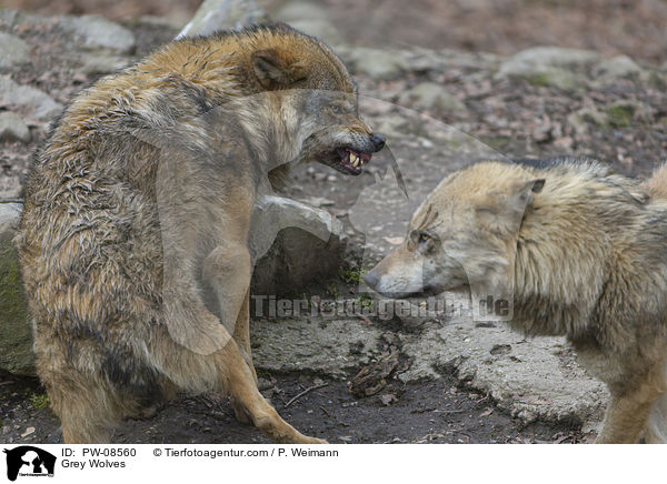Grauwlfe / Grey Wolves / PW-08560