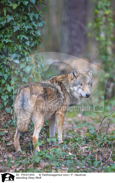 stehender Grauwolf / standing Grey Wolf / FH-01443