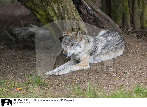 lying Grey Wolf / PW-09112