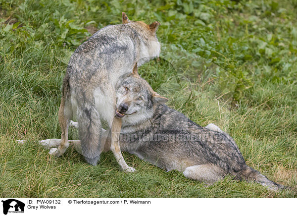 Grauwlfe / Grey Wolves / PW-09132