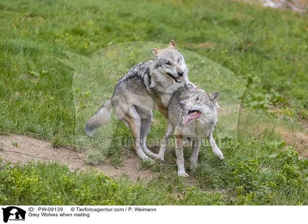 Grauwlfe bei der Paarung / Grey Wolves when mating / PW-09139