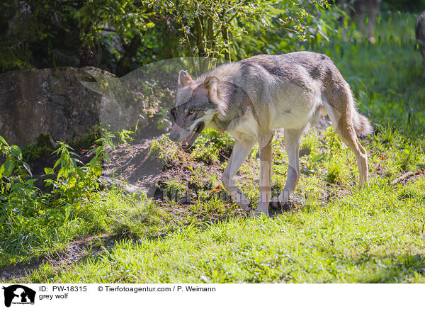 Grauwolf / grey wolf / PW-18315