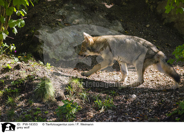 Grauwolf / grey wolf / PW-18353