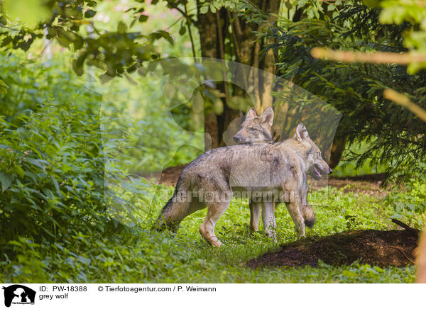 Grauwolf / grey wolf / PW-18388