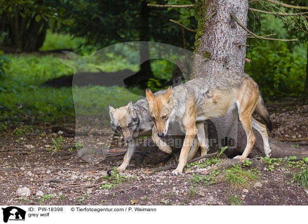 Grauwolf / grey wolf / PW-18398