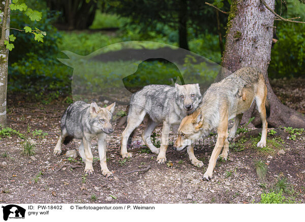 Grauwolf / grey wolf / PW-18402