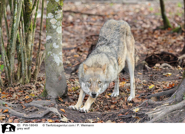 Grauwolf / grey wolf / PW-18649