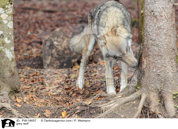 Grauwolf / grey wolf / PW-18657