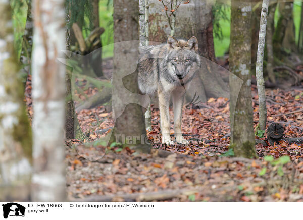 Grauwolf / grey wolf / PW-18663