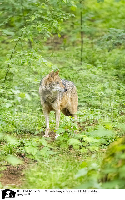 Grauwolf / grey wolf / DMS-10762
