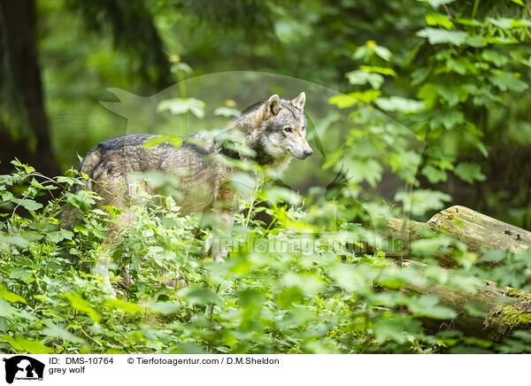 Grauwolf / grey wolf / DMS-10764