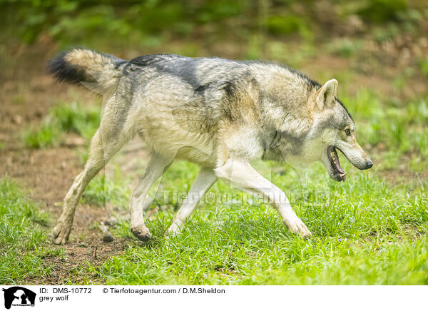 Grauwolf / grey wolf / DMS-10772