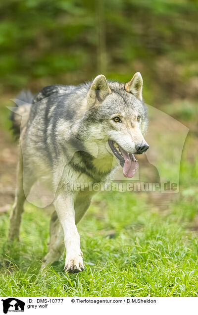 Grauwolf / grey wolf / DMS-10777