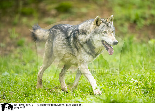 Grauwolf / grey wolf / DMS-10778