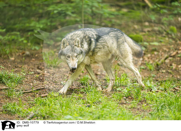 Grauwolf / grey wolf / DMS-10779