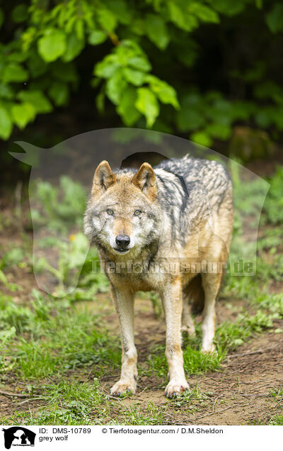 Grauwolf / grey wolf / DMS-10789