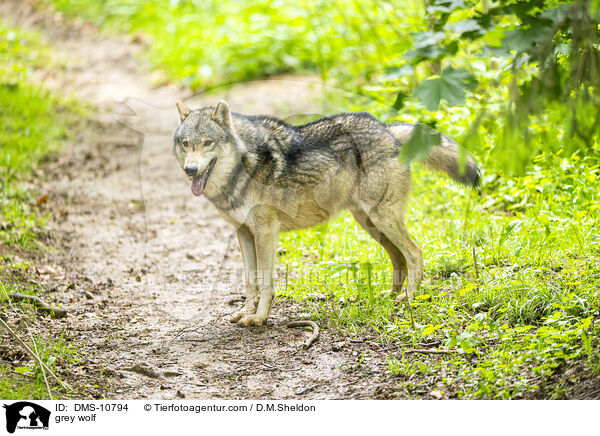 Grauwolf / grey wolf / DMS-10794