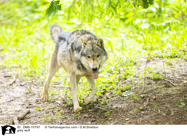 Grauwolf / grey wolf / DMS-10797