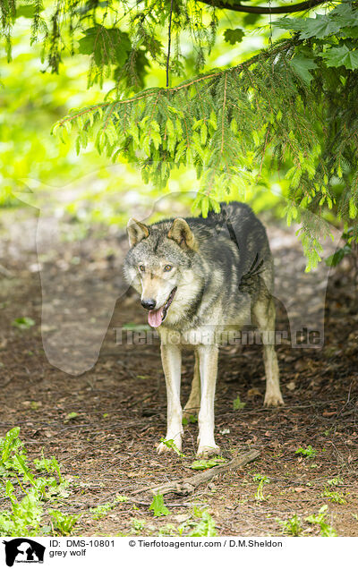 Grauwolf / grey wolf / DMS-10801