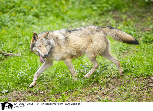 Grauwolf / grey wolf / DMS-10812