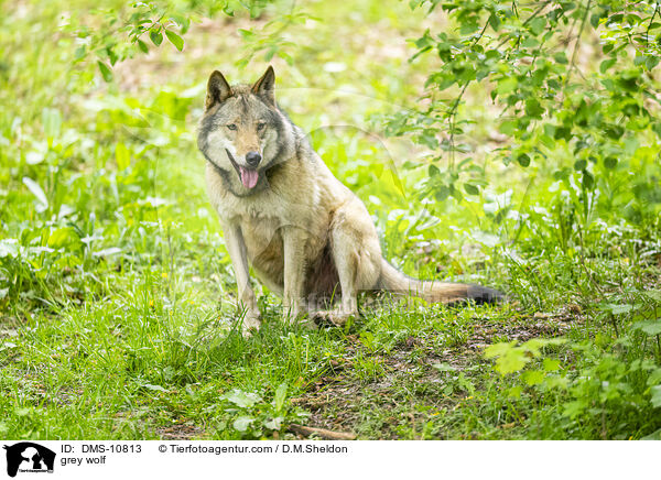 Grauwolf / grey wolf / DMS-10813